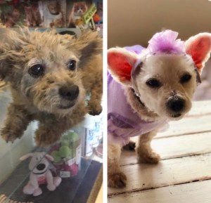 Look at what a difference! Such a cutie!